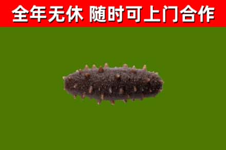 张掖回收海参干